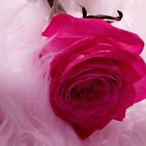 alshamly1133's tweet photo. مساء الخير ☺ https://t.co/guKzDAtop4