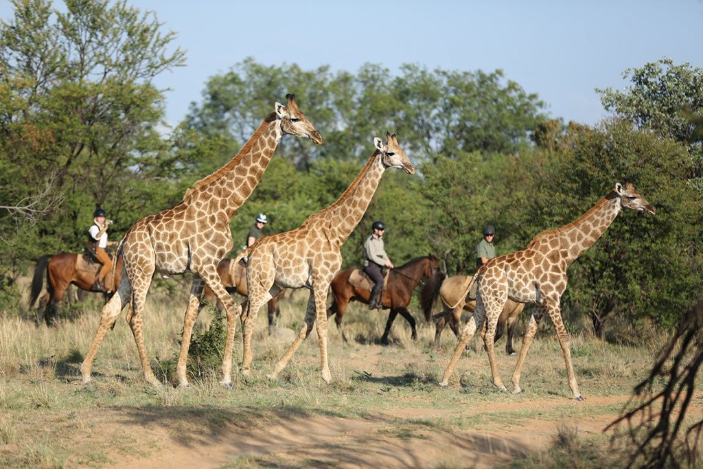 5 reasons why we’re totally wild for the #Waterberg: africageographic.com/blog/wild-wate… #Safari #SouthAfrica #Travel