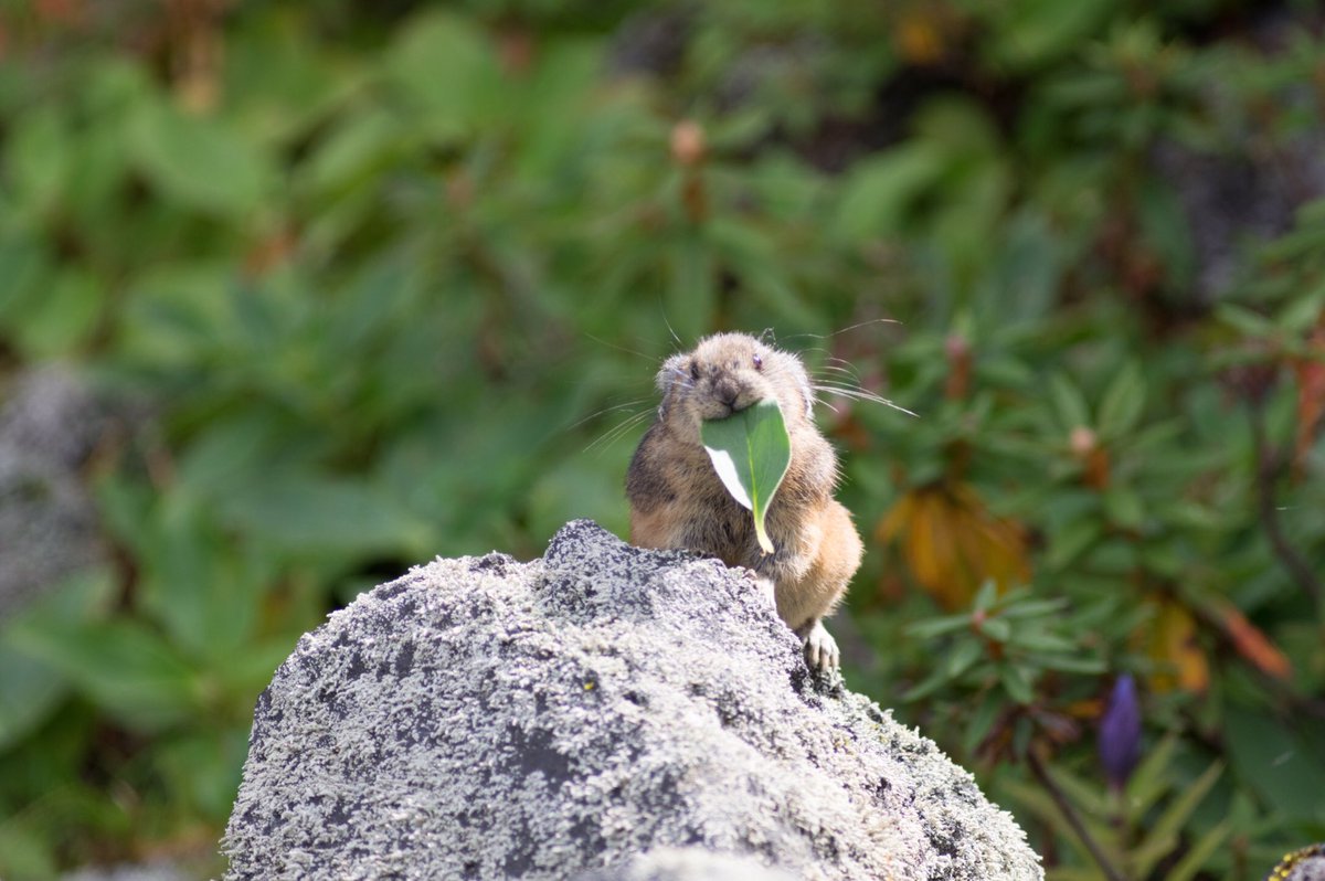 tatarina tweet media