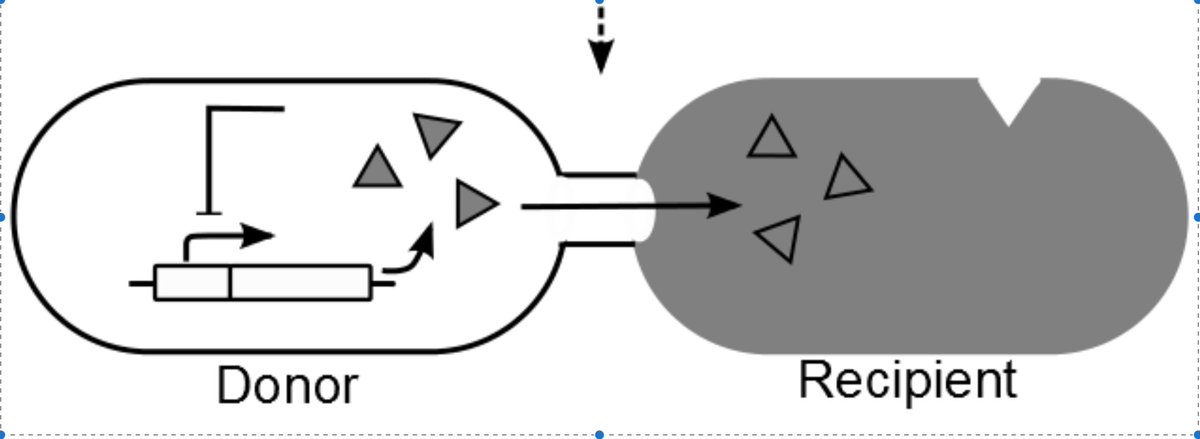 2 become 1: check our new paper on metabolic coupling in bacteria biorxiv.org/content/early/…