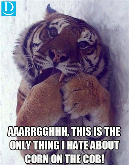 Got 🐷 WUPPLES ? visit 👉 wupples.com tweet media