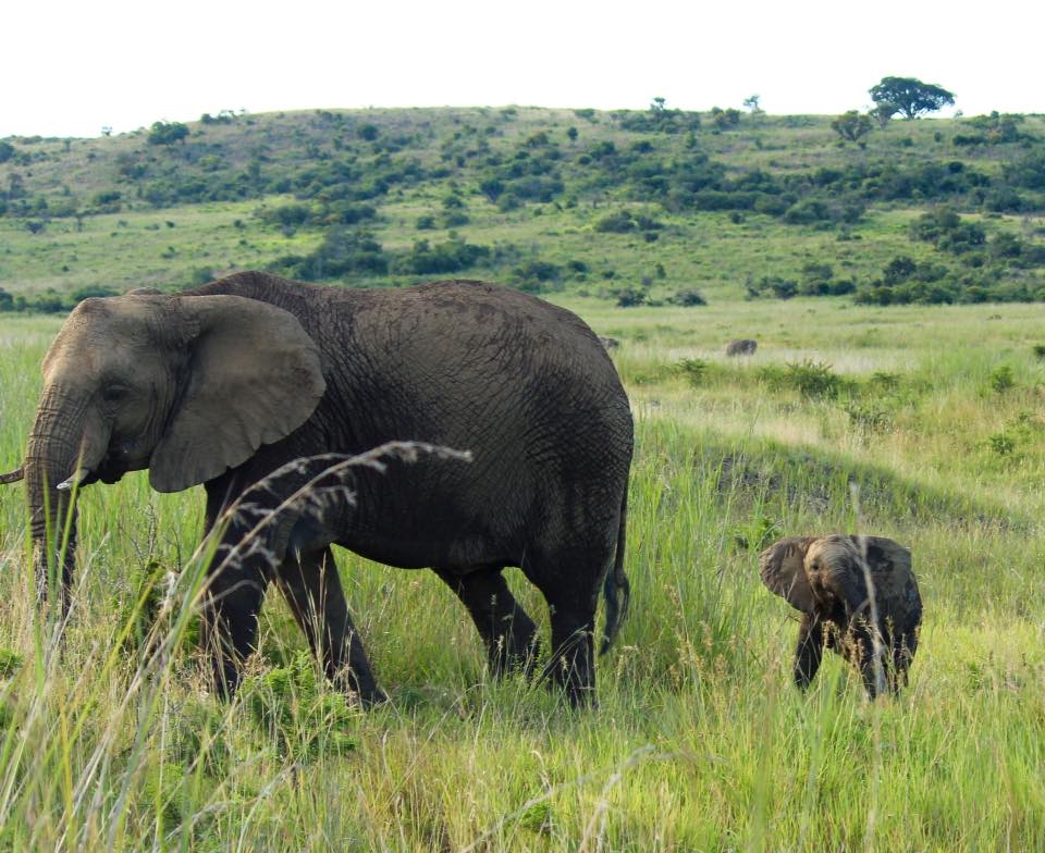 An 'elephantastic' photo taken at <a href="/ResElephantRock/">Elephant Rock Lodge</a>!

thisiskzn.co.za/project/elepha… #Wildlife #Safari #SouthAfrica