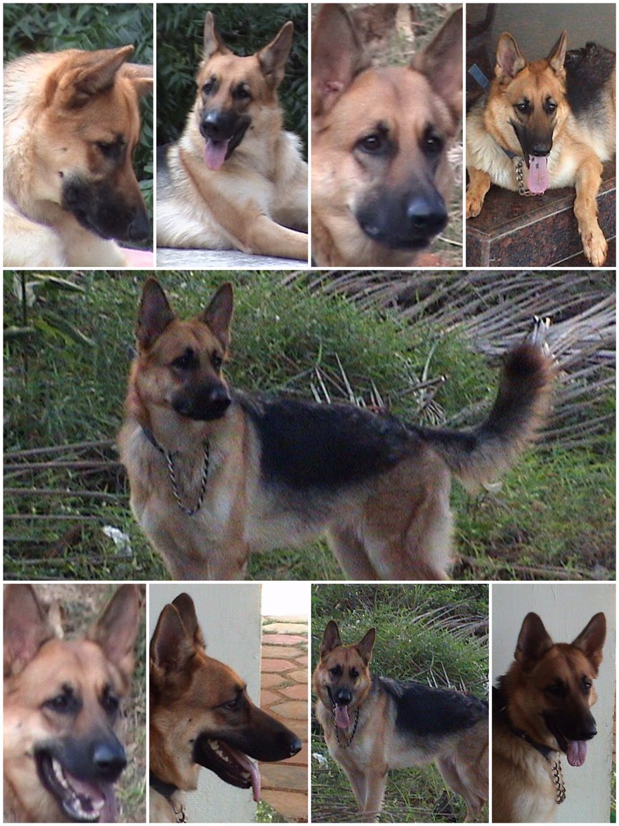 GsdRubyR's tweet image. A GSD with different moods and tastes !!😎