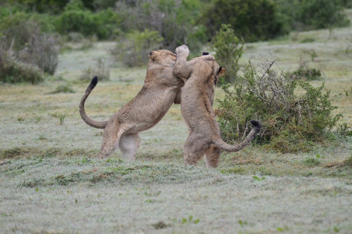 Bukelagamelodge's tweet photo. play fighting kittens ;)
#wildlife #LionRoarsHotels #catsofafrica https://t.co/RLdFpXHtSL