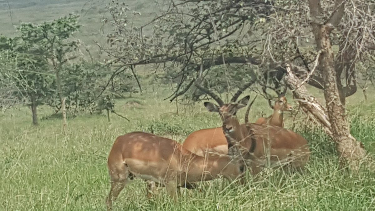 Middle-of-the-road #Savannahsafari