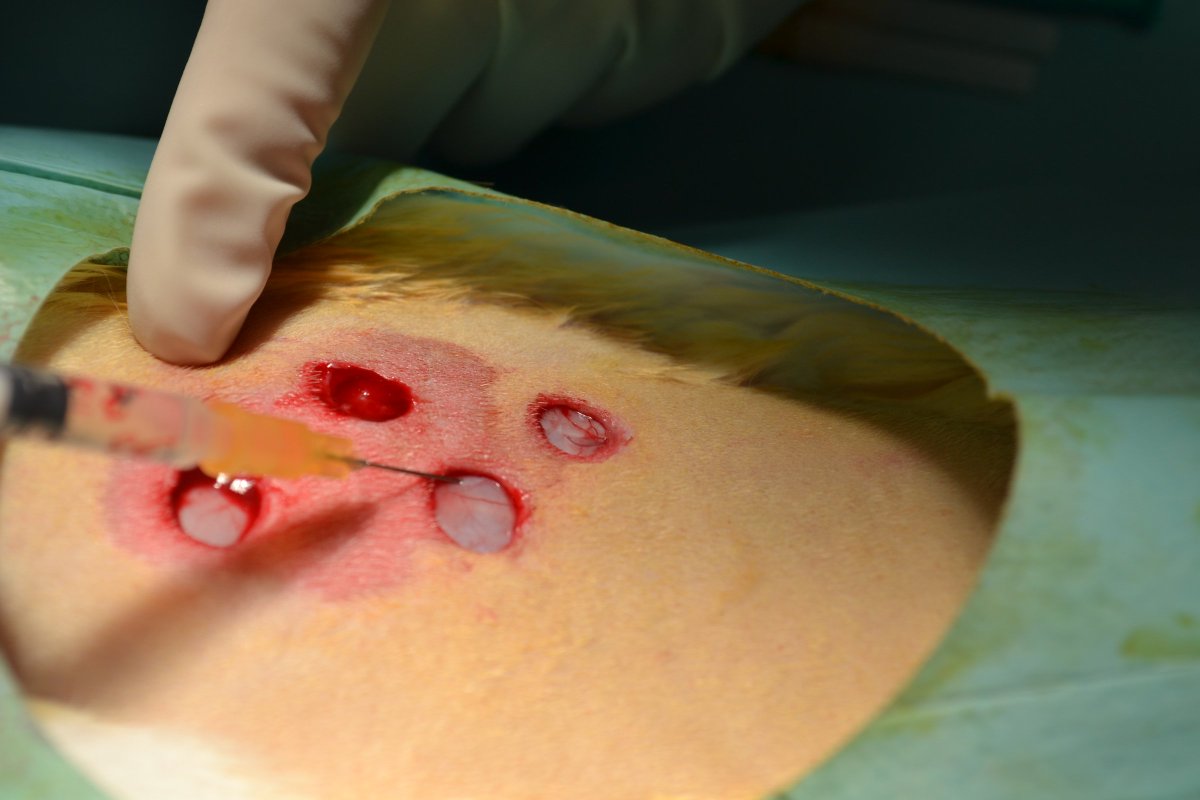 CienciaUCHCEU's tweet photo. Combinan con éxito plasma #PRGF y células madre #ADSCs en cicatrización de heridas. #Tesis Deborah Chicharro @uchceu https://t.co/pV99tpGQhF https://t.co/Waxf3EY2tn