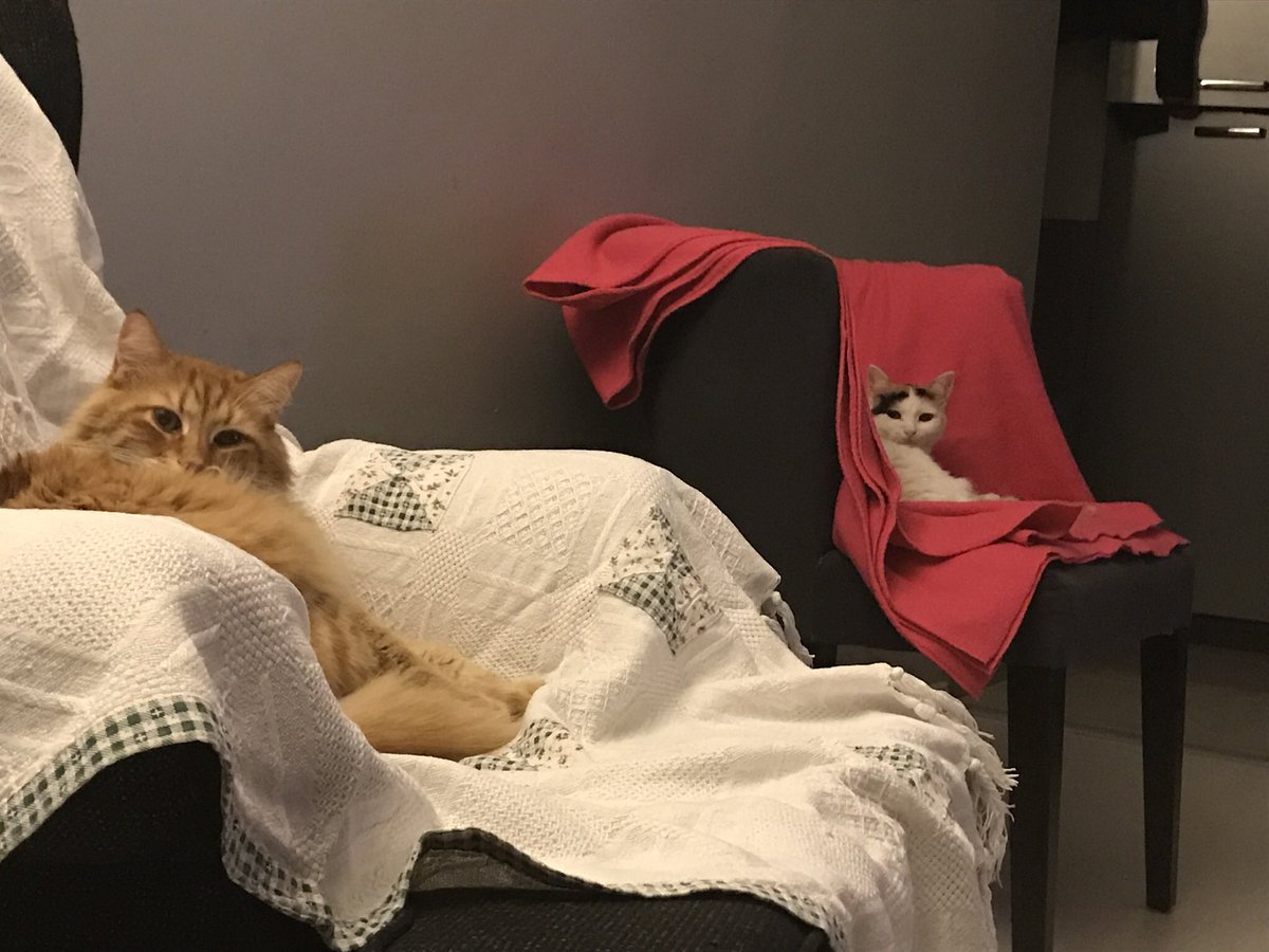 simrugoven's tweet photo. judging you. https://t.co/iMyIZvAhWY