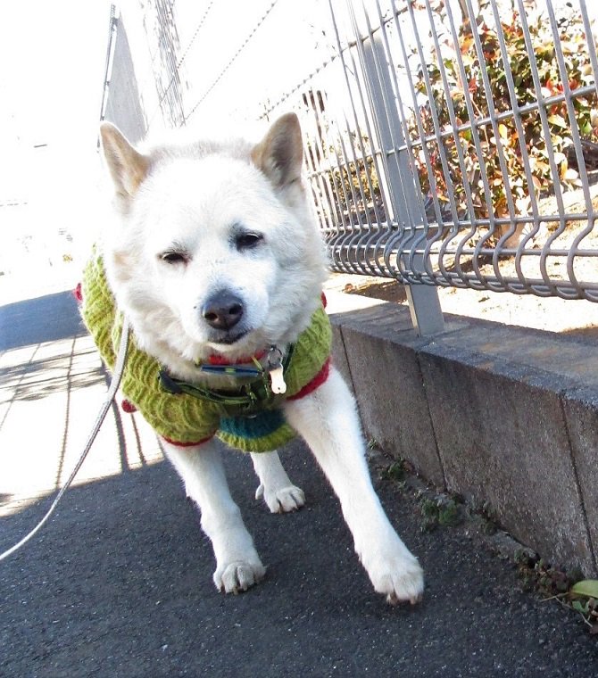 集団でおさんぽ中の保育園児たちに遭遇する前(左) 保育園児たちに「あ、わんわん!」「わんわんかわいい!」「かわいい!」と口々に讃えられた後(右)