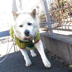 褒められて嬉しいのは人間も犬も同じｗ褒められた後の表情の変化!