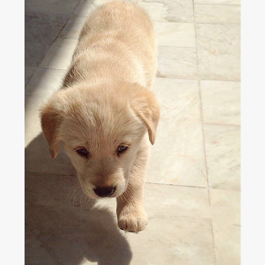 elimchantaf's tweet photo. Special Gift 😍🎈
Welcome Home My Baby 'BLUFFY' 🐶❤
06-03-2017 🎈
#LiveLoveDogs #Livelovepuppies #LiveloveGolden https://t.co/24yKslxL5r