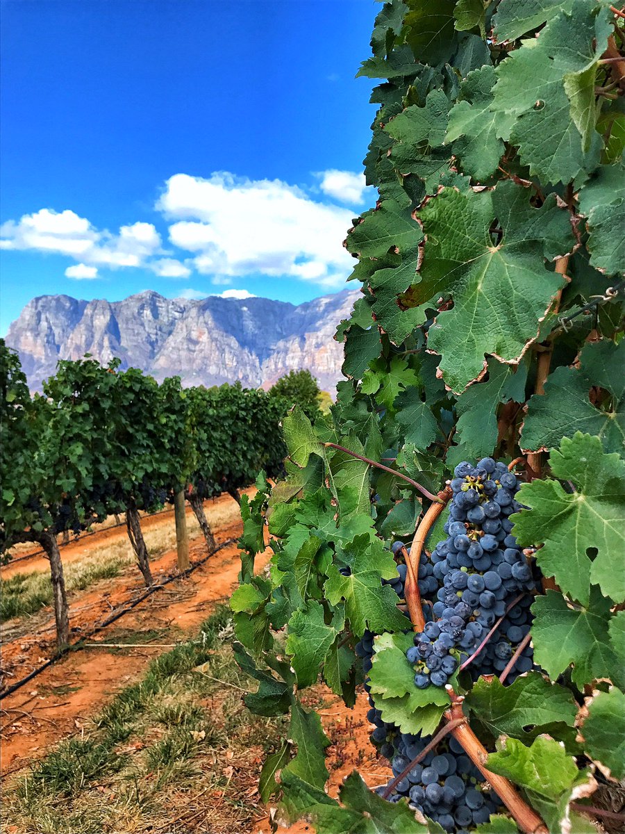 RT <a href="/iamSimplyCyn/">SimplyCyn</a>: Amazing vineyards, spectacular views, you'd be surprised what you find when you visit <a href="/SouthAfrica/">Visit South Africa</a>