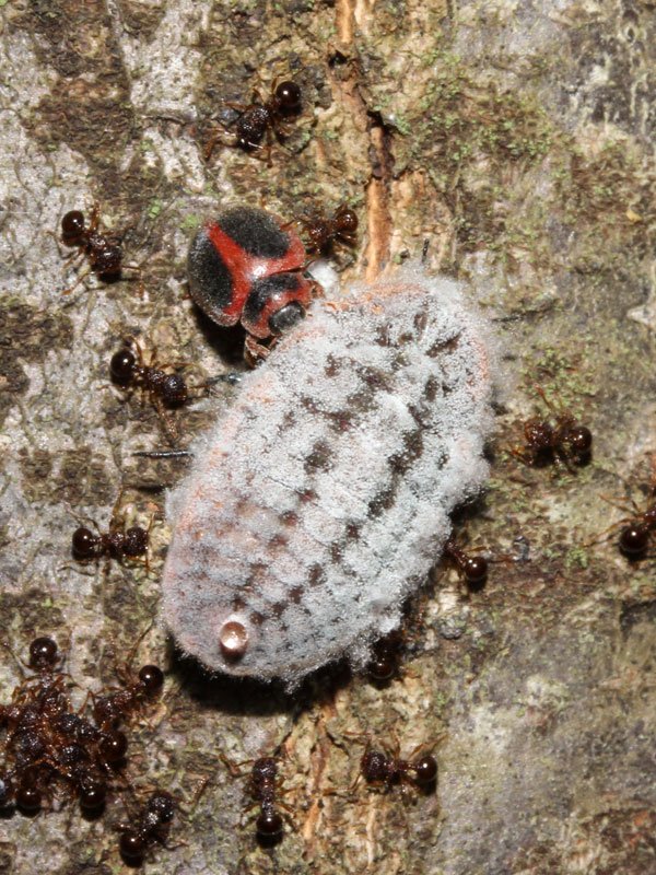 川邊透 昆虫エクスプローラの図鑑に オオワラジカイガラムシ追加しました 似ても似つかないオスメスの交尾 メスそっくりのベニヘリテントウ幼虫に襲撃されるオス 同成虫にかぶりつかれるメス メスを救うアミメアリ軍団などドキドキの生態写真満載です