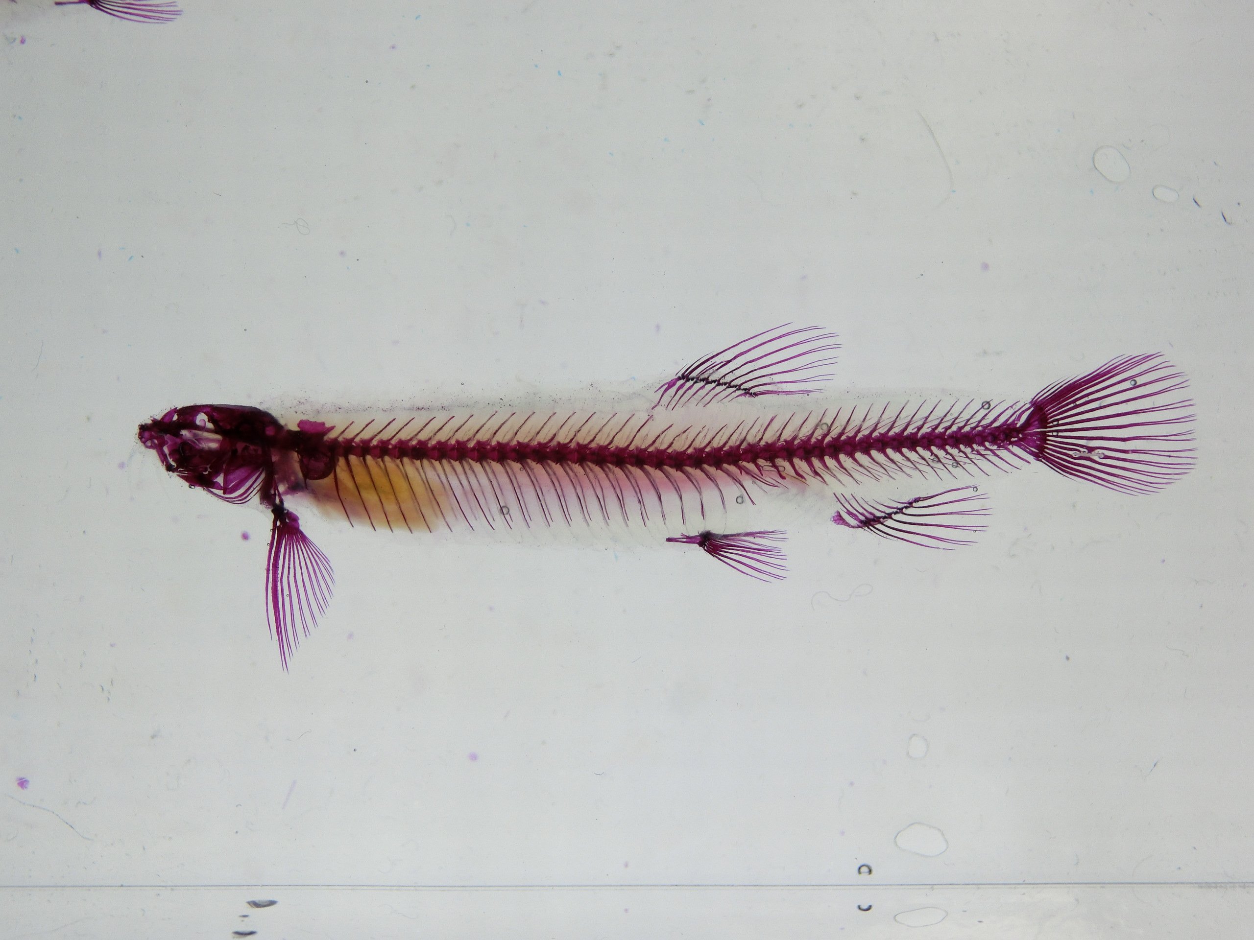 透明骨格標本のエーアンドゼット Twitterissa ndz Net ドジョウ Misgurnus Anguillicaudatus のヒレ ドジョウのオスには胸鰭の前側に 骨質盤 という特徴的な骨があります この骨の形はドジョウの種類によっても違うため この骨を見るだけで種と性別を特定でき