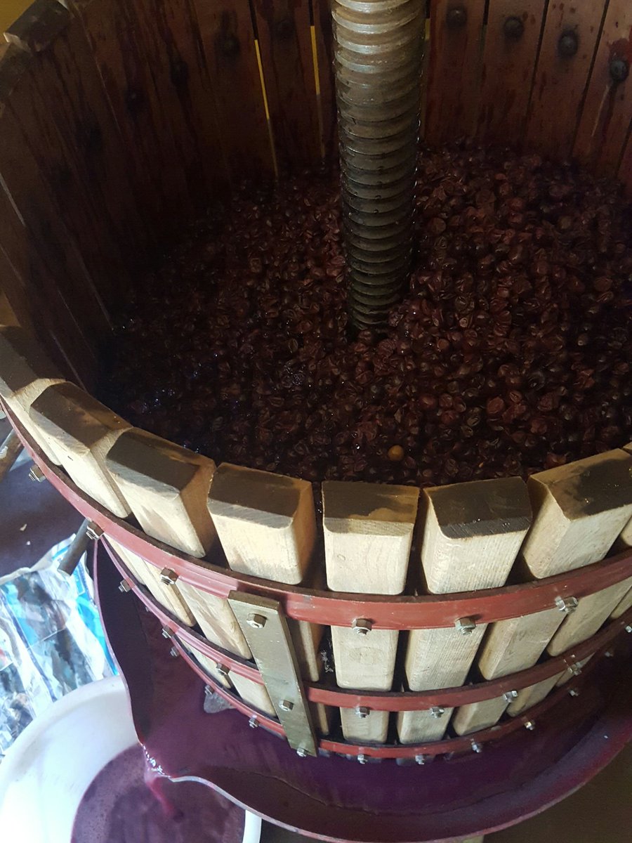 littlewolfbeer's tweet photo. Loading the fermented grapes into a basket press! #natural #wholeberry #wine https://t.co/Nmc5sNmMnc