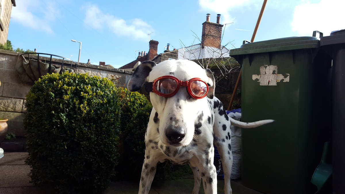 learnwithdmt's tweet image. Another beautiful day on planet dmt. Claude has his goggles on and is ready for another busy biking day. No better way to enjoy the sun 🌞🚵