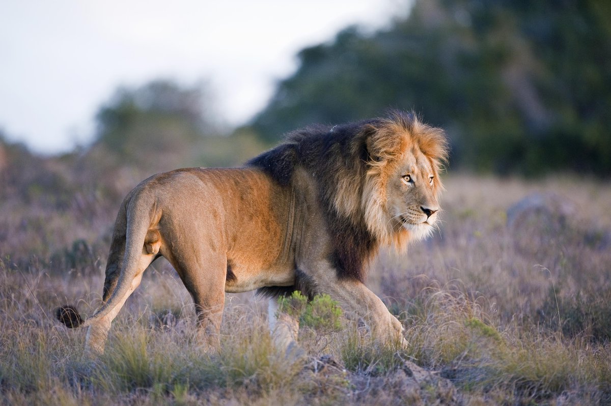 Leeuwenbosch's tweet photo. #wildlifeWednesday
#Amakhala #KingofAfrica #catsofafrica https://t.co/WLdmLXrCB3