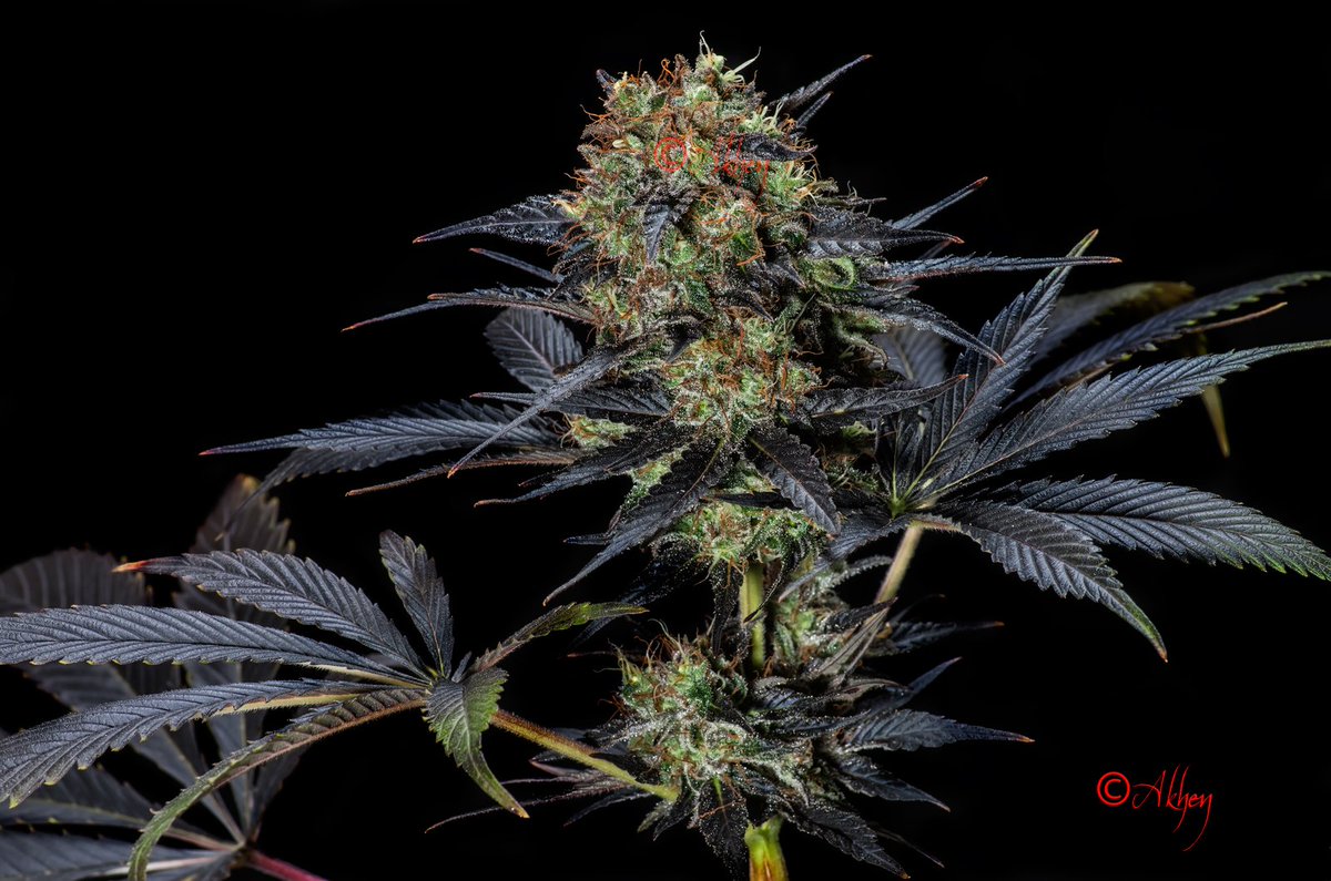 GeneSeeds's tweet photo. Increíbles estas fotos de nuestra querida Black Lebanon https://t.co/4E3Dc0oCO0