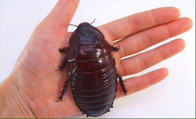 レバオン Ar Twitter ヨロイモグラゴキブリ オーストラリアの熱帯地域に生息するゴキブリ科で最大の種 蜚蠊ながら羽を持たず地上 地中での生活が主 動きは速くなく 人間の生活圏に侵入してこない ペット昆虫として日本で飼育されている 昆虫 雑学