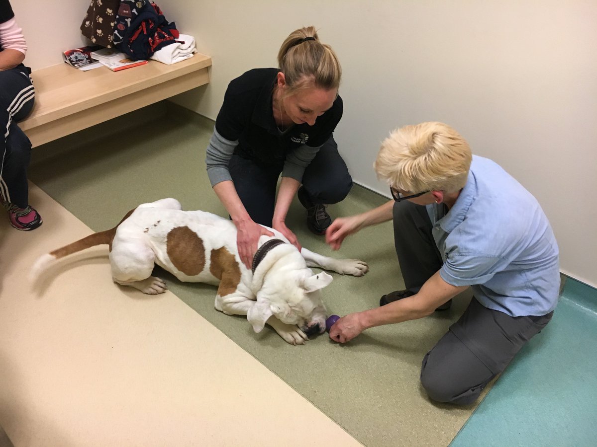 CSCanineMassage's tweet photo. Off to a great start with our Level 2 class working with shelter dogs at @AntiCruelty! https://t.co/M5LPIhaK38