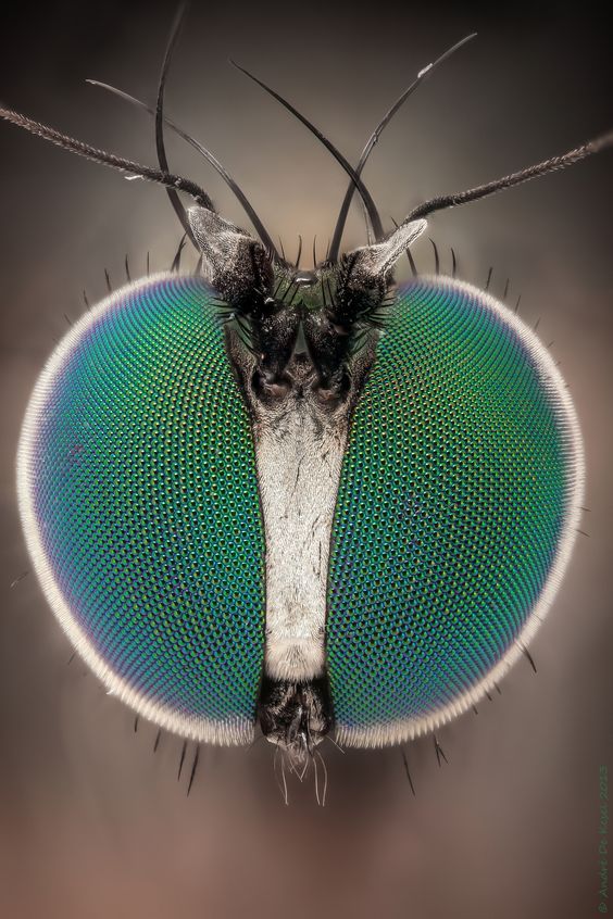 Long legs and big eyes!
Credit: Andre de kesel on Flickr 
buff.ly/2lUPgTo