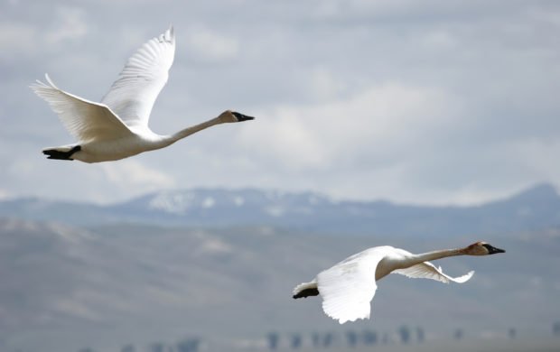 An early spring has the potential to throw off an entire ecosystem, particularly affecting migratory birds #wildlife
bit.ly/2lSZrHd