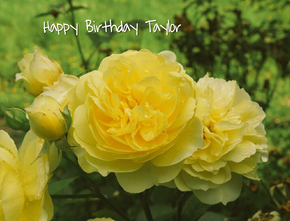 Happy Birthday  