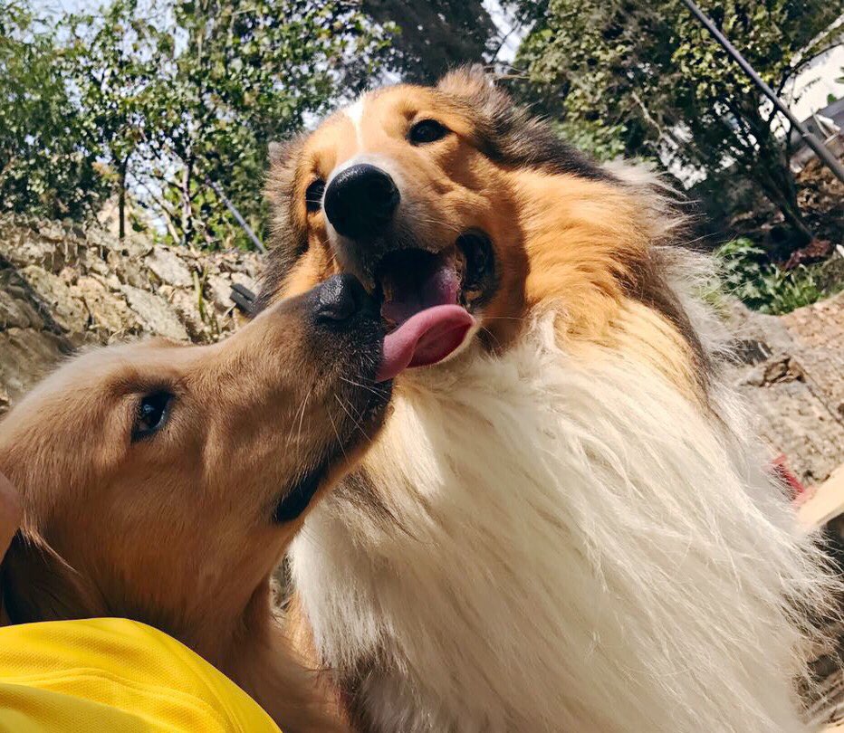 DanielaRued's tweet photo. Estos son mis buenos días 🐶💙mati por primera vez entrenando y encuentra el amor ¿ven algo diferente entre ellos? Jaja #UnHijodeCorazón https://t.co/As7cLNLtC0