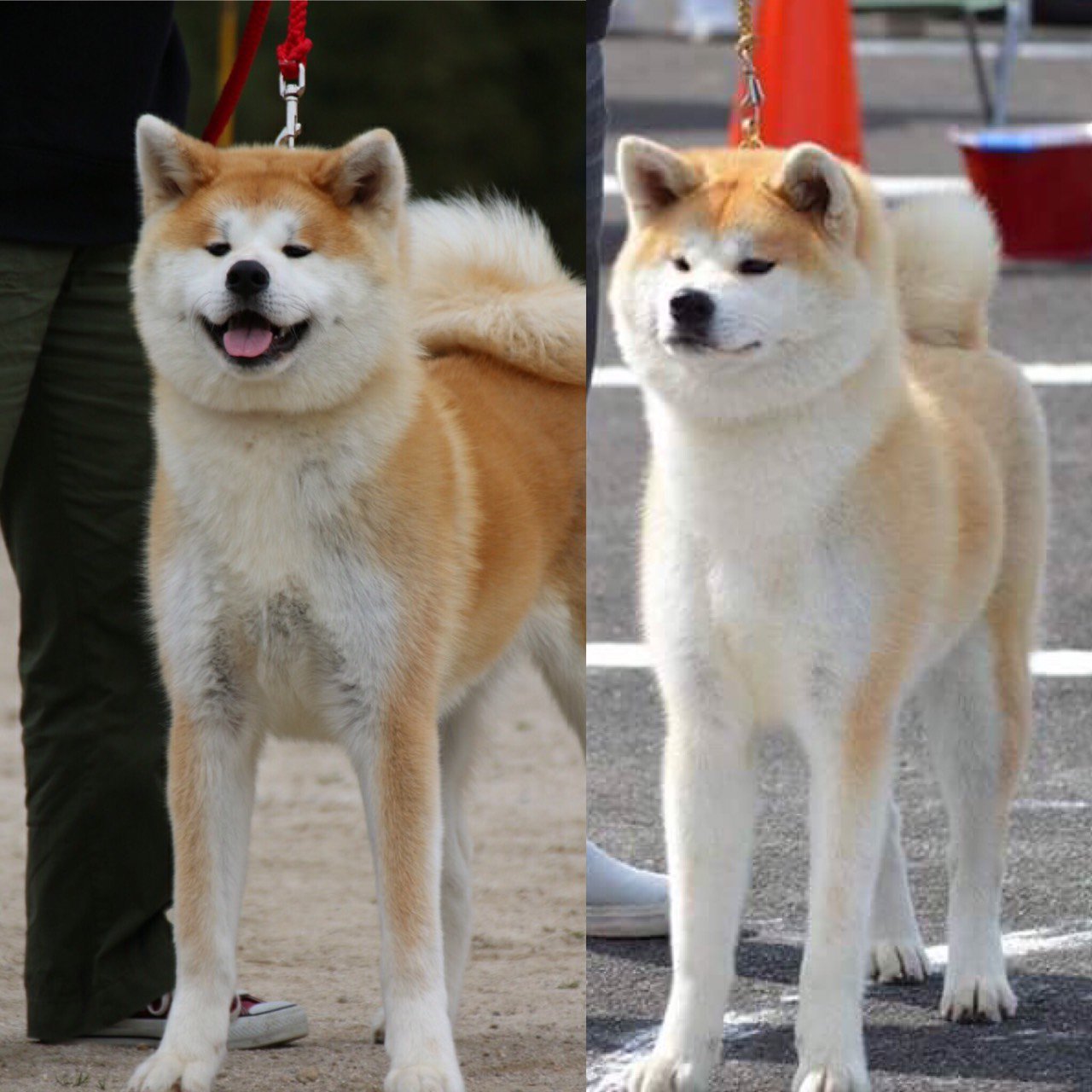 ট ইট র ひーちゃん 親子写真 幼犬時 秋田犬 秋田犬保存会展覧会 秋田犬赤毛 T Co 6uzss1otuz ট ইট র