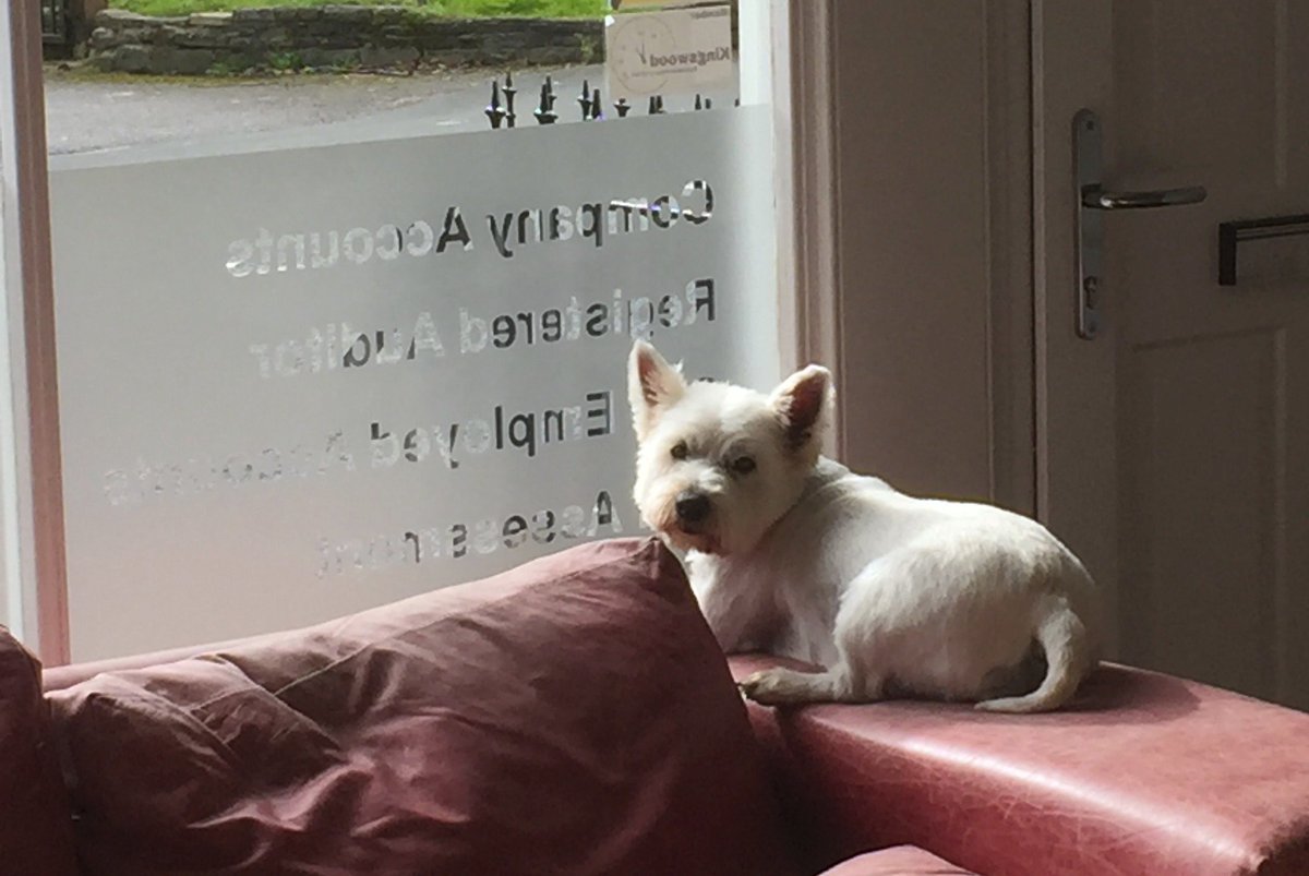 Tap2Tag's tweet photo. Look who visited the Tap2Tag offices today😃 #Tap2Tag #dogs https://t.co/iGLalYdVch