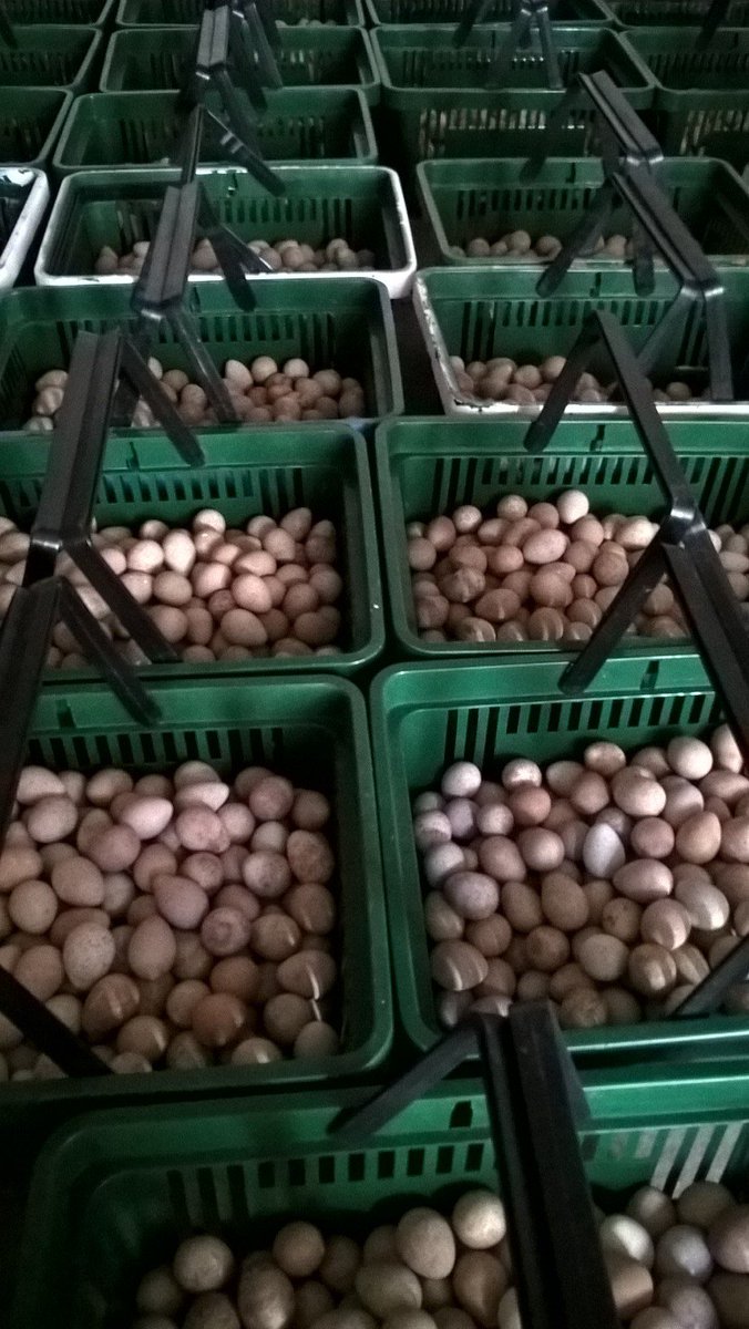 Redleg partridge eggs are coming on well, not at full flow yet though!