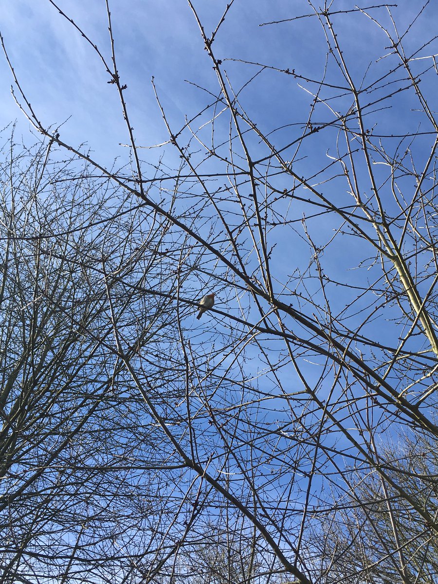 Hartleys_GE's tweet photo. A lovely sunny morning in #wetherby today. It's nice to hear the birds singing and see that spring is on it's way. https://t.co/9Jo6lsS2HX