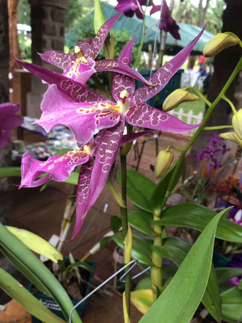 Beallara Marfitch Howards Dream in bloom. Love the sight of #myorchids #justlovethem