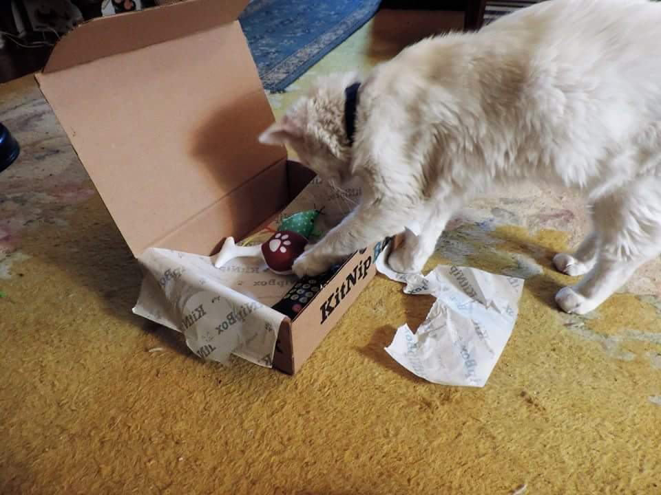 BooTheDeafKitty's tweet photo. Who hoo! My #kitnipbox came
#KitNipbox #cattoy #deliverygoods #package #mail #surprise https://t.co/FPoA9ympEv