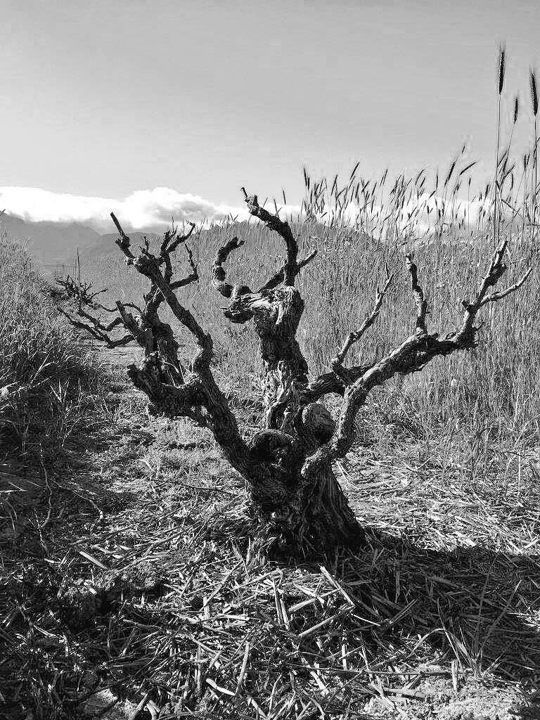 oldvineproject's tweet photo. The oldest registered red wine-grape vineyard in #southafrica is a block #cinsaut at 117 years old in #Wellington #oldvines https://t.co/HtdZ3JzQHN