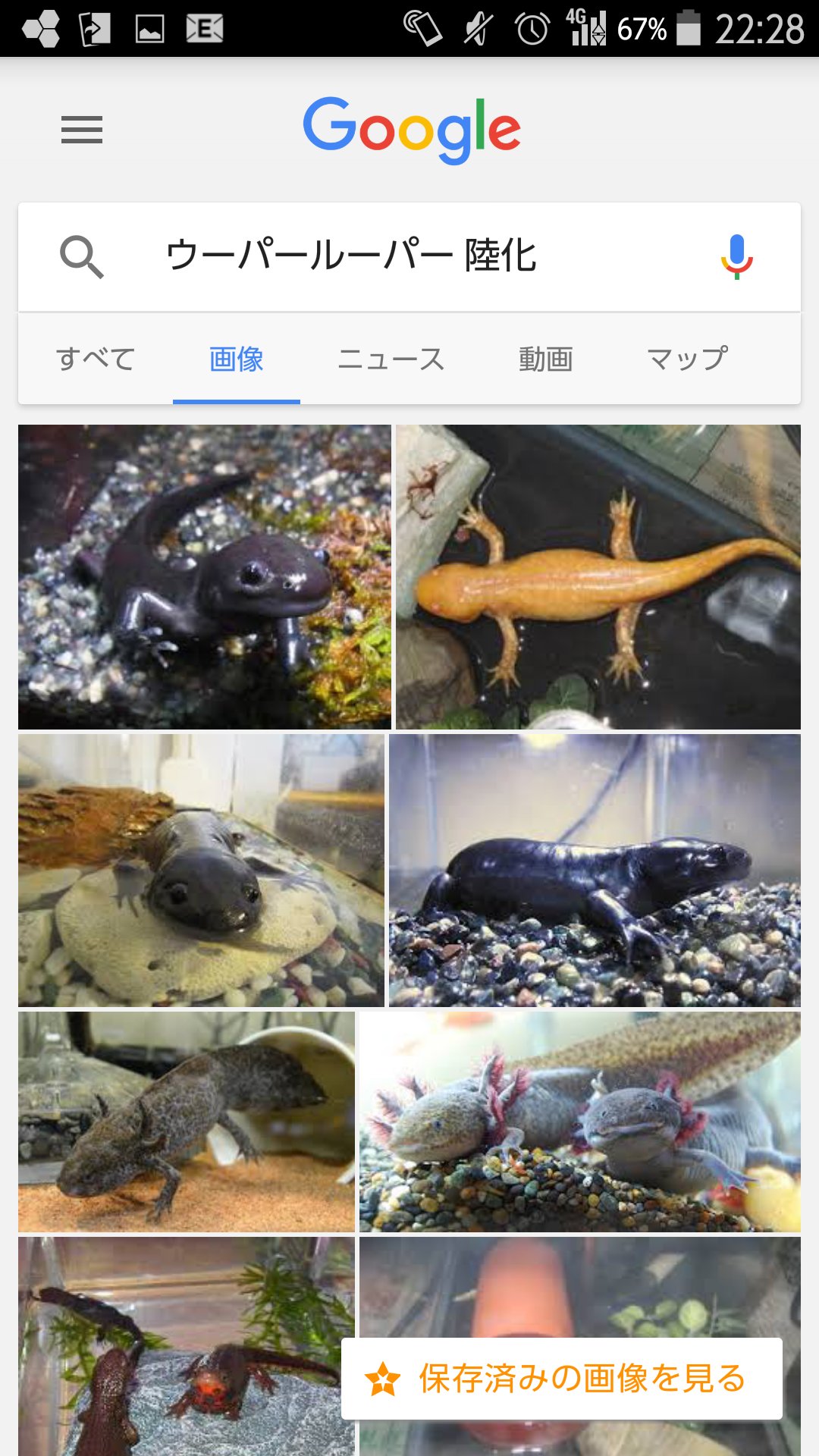 こだのすけ ウーパールーパーって飼育環境に陸を設けると陸化するんだよね 不思議な生き物だ 唐揚げ T Co Gbnkztd4gp Twitter