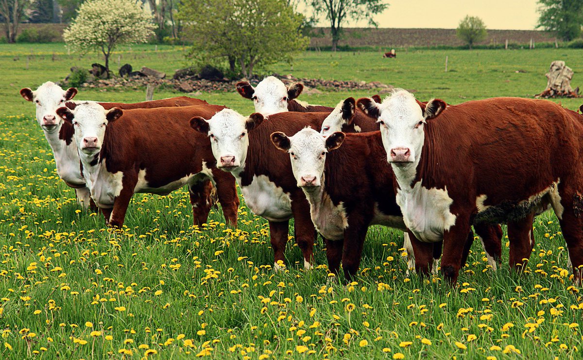 FarmBureauMD's tweet photo. Today's focus for #AgSafetyAwarenessWeek is aniaml space. Remember: don't approach livestock from behind. #ASAP17 #KeepFarmsSafe https://t.co/RUHffxc3Wg