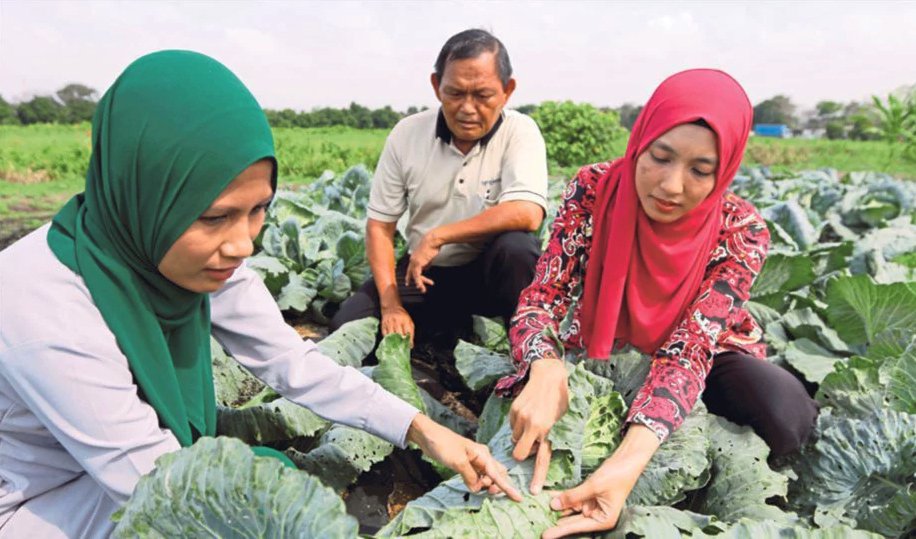 mardimalaysia's tweet photo. Tanaman kubis bulat di tanah rendah, bercuaca panas. #betterMARDI #ourfoodourfuture @hmetromy 7/3/2017 Laporan penuh https://t.co/Cg0zO26EC3 https://t.co/RrTmnpoyWF
