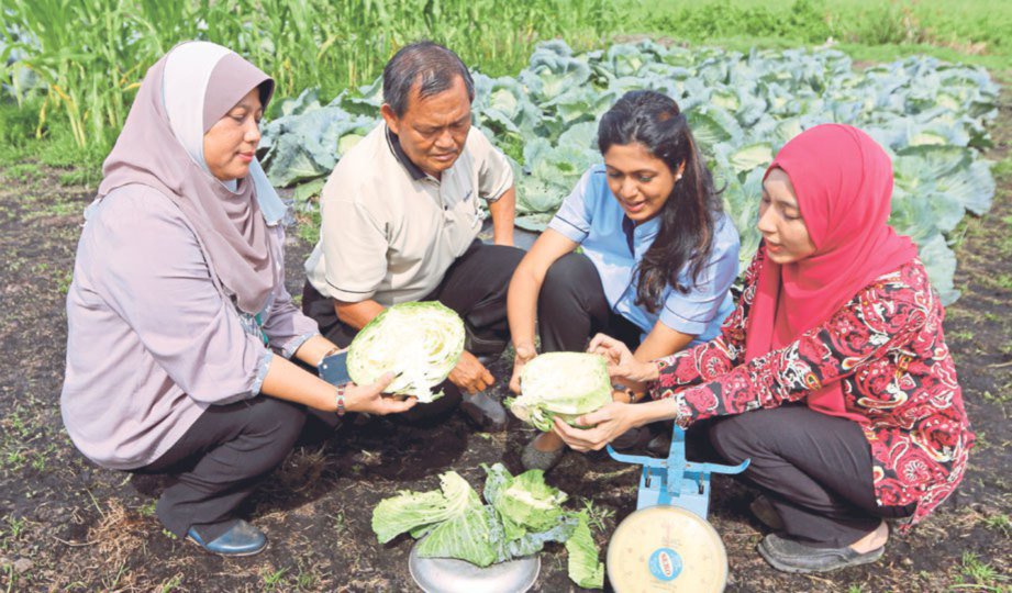 mardimalaysia's tweet photo. Tanaman kubis bulat di tanah rendah, bercuaca panas. #betterMARDI #ourfoodourfuture @hmetromy 7/3/2017 Laporan penuh https://t.co/Cg0zO26EC3 https://t.co/RrTmnpoyWF