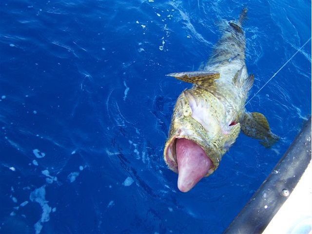 ReelinTheKeysTV's tweet photo. #Grouperfishing https://t.co/TfJUVFF9rx #KeyLargo. How to catch this bad boy? Frozen baits as squid and sardines are great choices. https://t.co/9BMZAphOSl