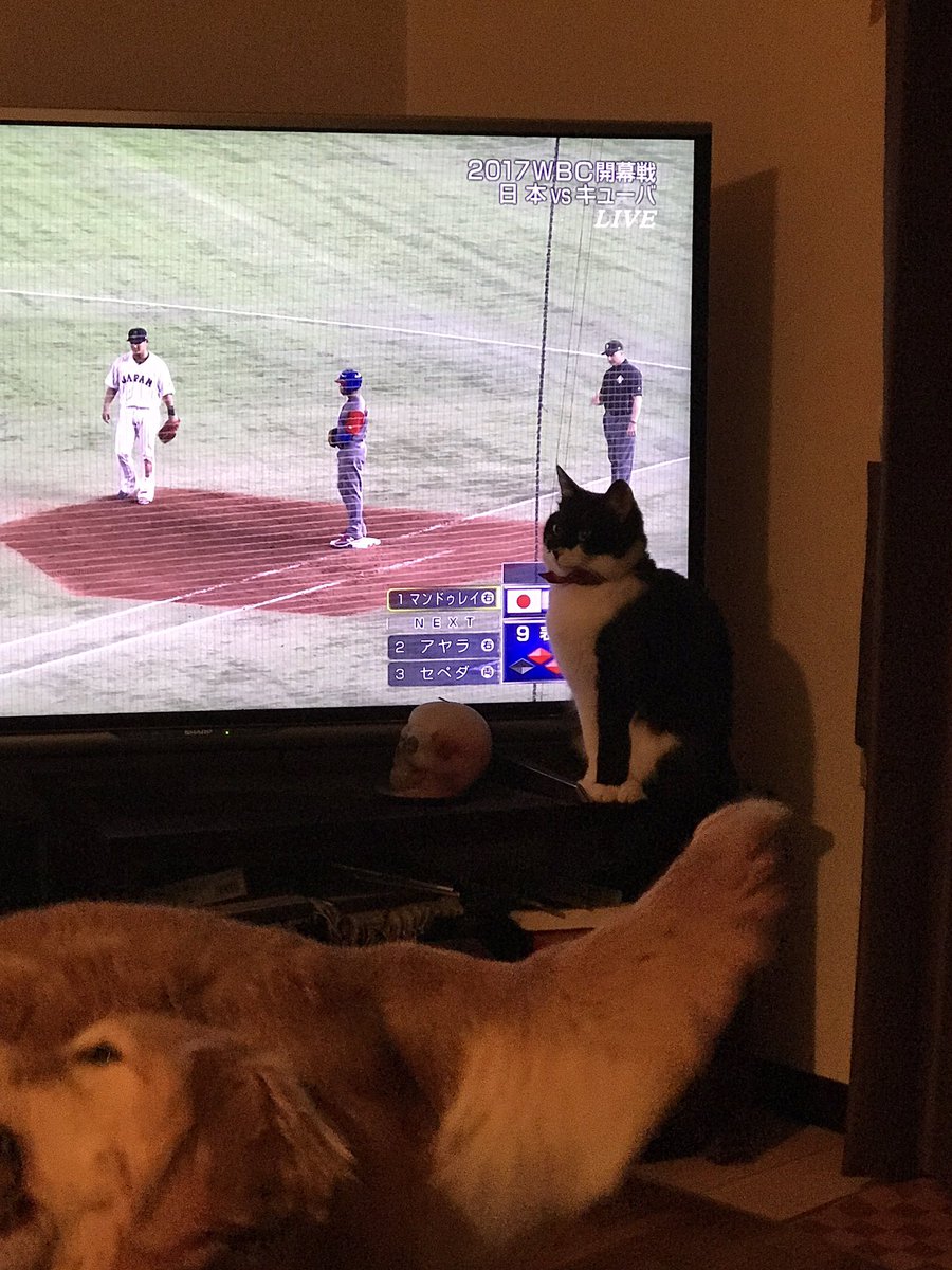 こまちゃ Twitter Search