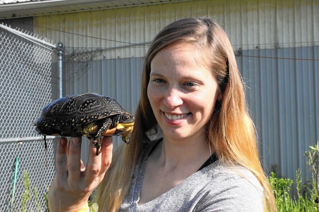 emydoidea's tweet photo. Experts hope to increase population of endangered turtles in Lake ... - Chicago Tribune https://t.co/GfP0fQGlEA #blandingsturtle https://t.co/4K7eoUdqY2