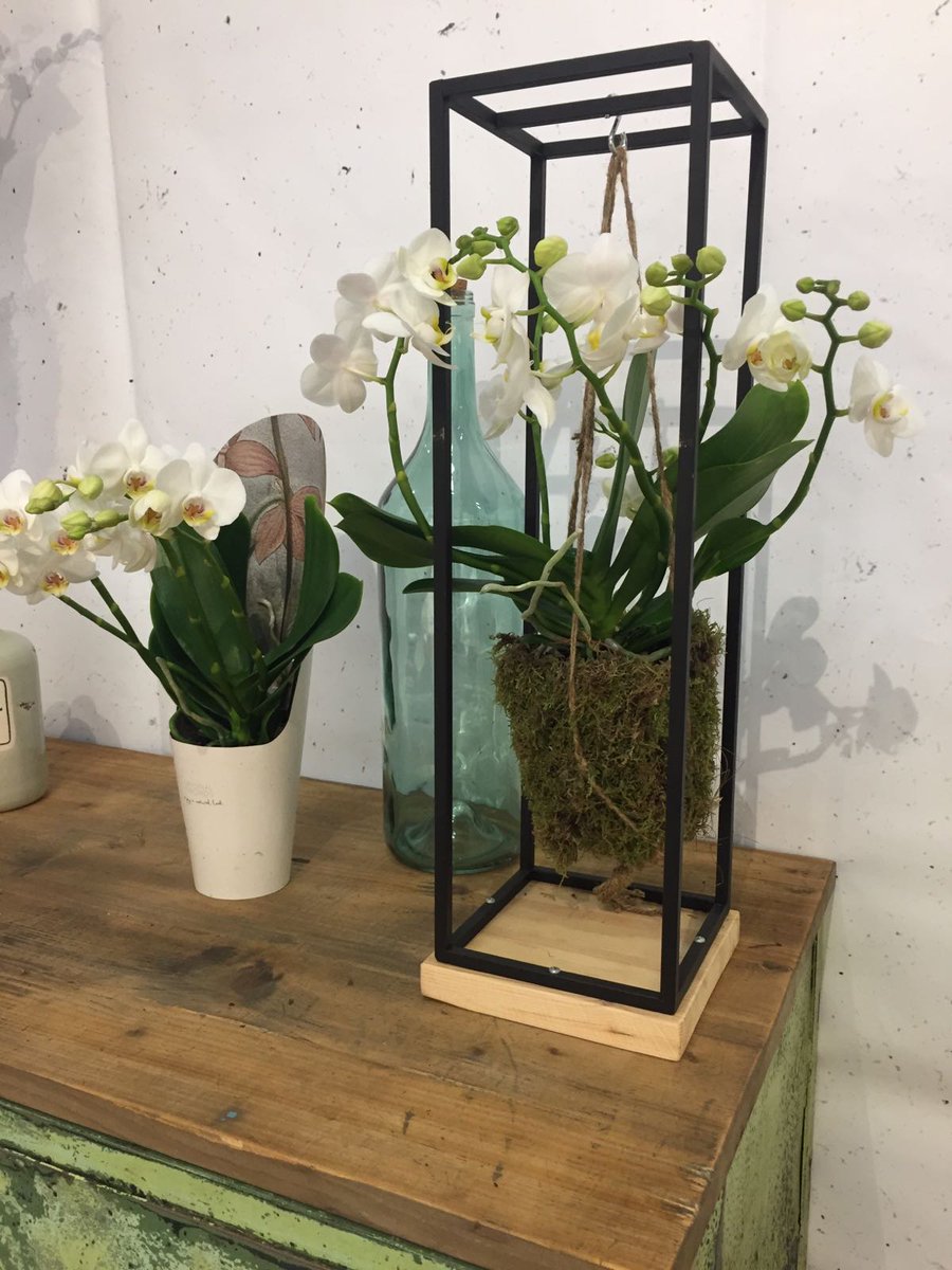 NieuwBos's tweet photo. Vanaf morgen 2 dagen op de @RFHTradeFair in Naaldwijk. Kom en bekijk onze jungle orchideeën. We zien u graag in stand 2.1 #originalorchids https://t.co/5L0Y9XI80A