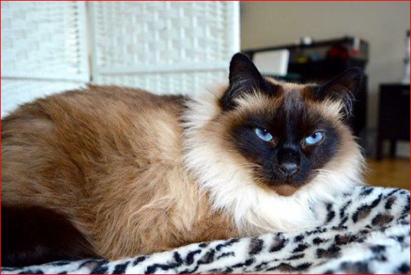 DE_HERENIGING's tweet photo. VERMIST: KAT MIMI (chip)
gest. poes, Ragdoll (10jr)
#VLEUTEN #DE_MEERN #UT Hanekampstraat #DHver 23/8/16 https://t.co/2oIgsGc5ry https://t.co/F3qxCZb9Iw