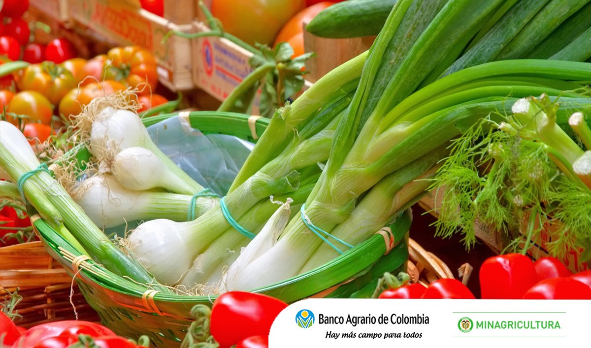 BancoAgrario's tweet photo. #LaCifraDelDía Hoy el kilo de #CebollaJunca está en $1.333 en #Mercar de #Armenia. Fuente: SIPSA https://t.co/YLQreZ1vbF