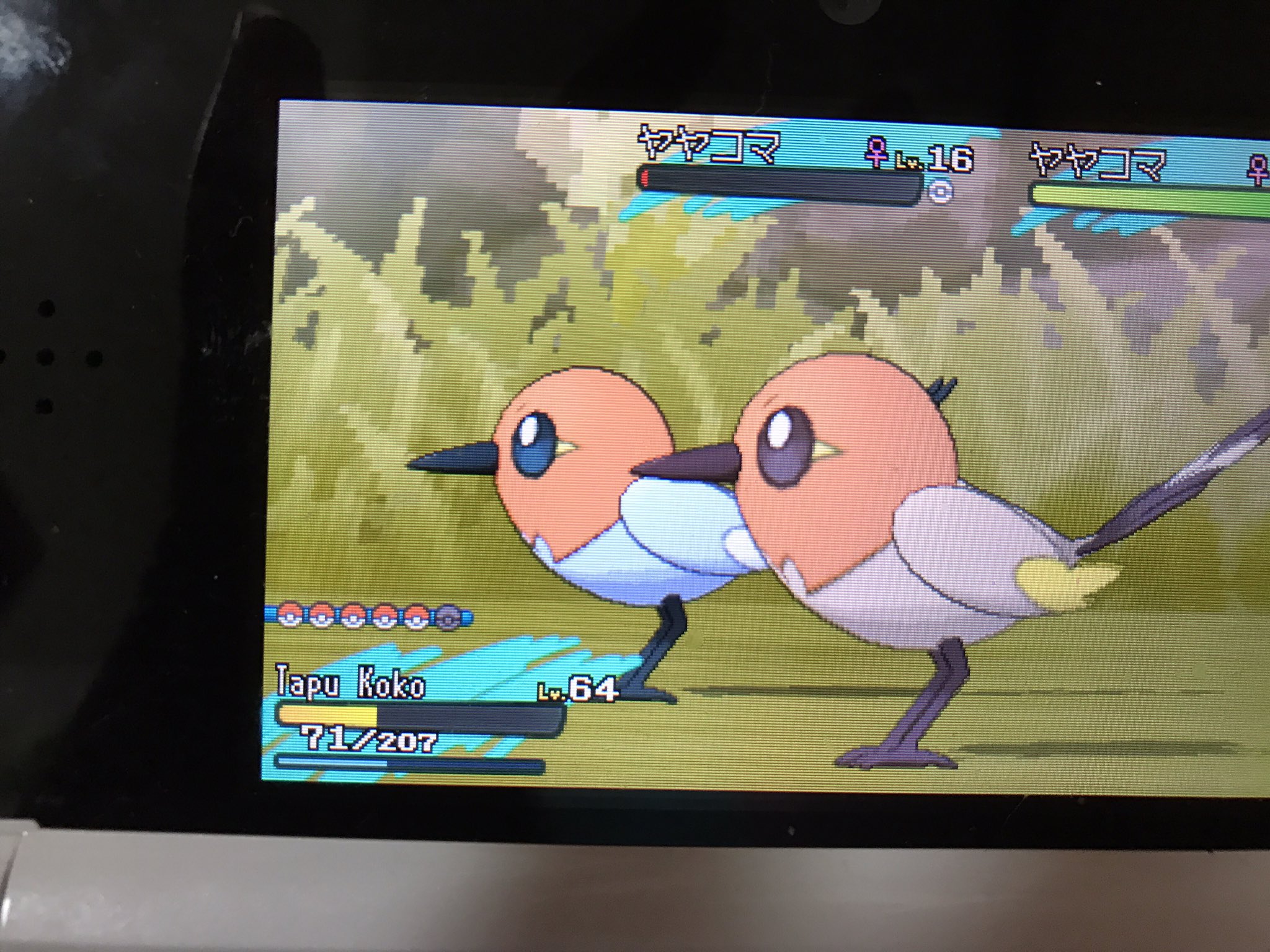 みー ポケモン色違い収集 ヤヤコマ色違い 3 7 250 300連鎖くらい 0から数えてない 性格はシンクロ効かずれいせいでした D ポケモンサンムーン ポケモン色違い 助けを呼ぶ連鎖 T Co Gwzoh3dhwf Twitter みー ポケモン色違い収集 ヤヤコマ色違い 3 7 250 300連鎖くらい 0から数えてない 性格はシンクロ効かずれいせいでした D ポケモンサンムーン ポケモン色違い 助けを呼ぶ連鎖 T Co Gwzoh3dhwf Twitter