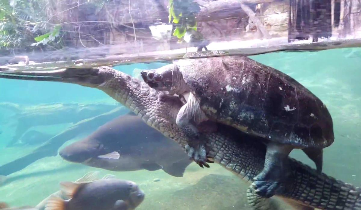 fascinately tweet media