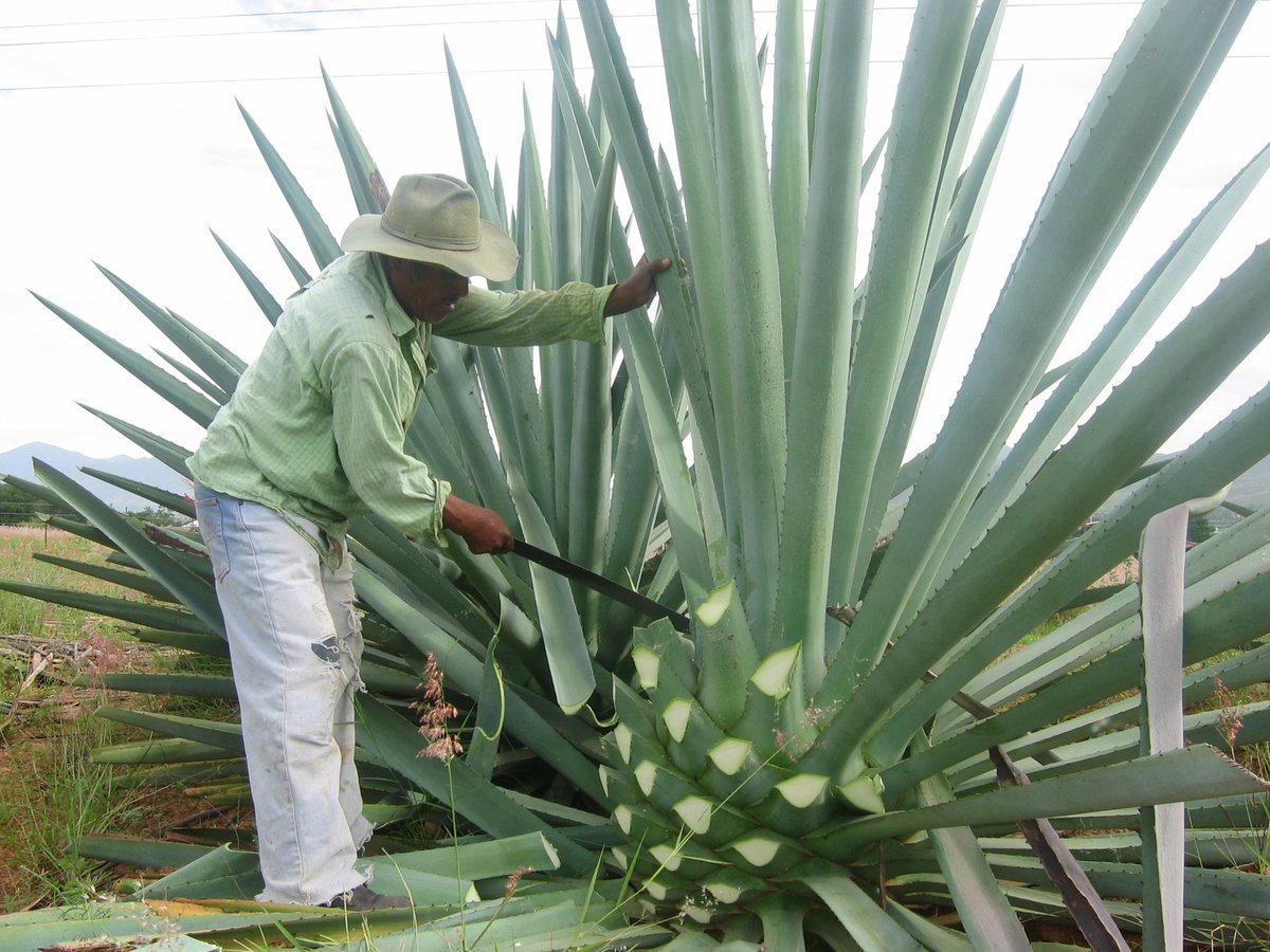 wahaca's tweet photo. Agave lovers!Mezcal expert Gustavo Ortega @artofdrinknyc is coming to our Mezcaleria for a special masterclass Go to https://t.co/94ngIWzShz https://t.co/eur9zvuwNL