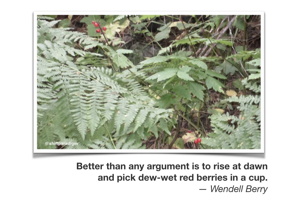 ShiftParadigm's tweet photo. #2827 Better than any argument is to rise at dawn and pick dew-wet red berries in a cup. — Wendell Berry

#edslowchat #aisaEd https://t.co/MbEYSBQ5JR