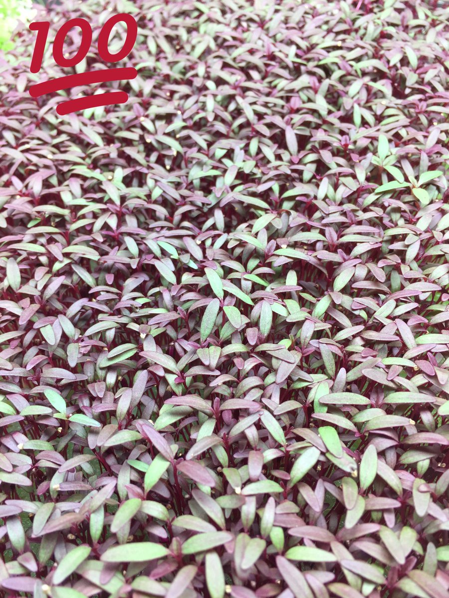 Always happy to see crops growing perfectly #microgreens #verticalfarming #buffalo #indoorag #foodsecurity #urbanfarming#cityfarm