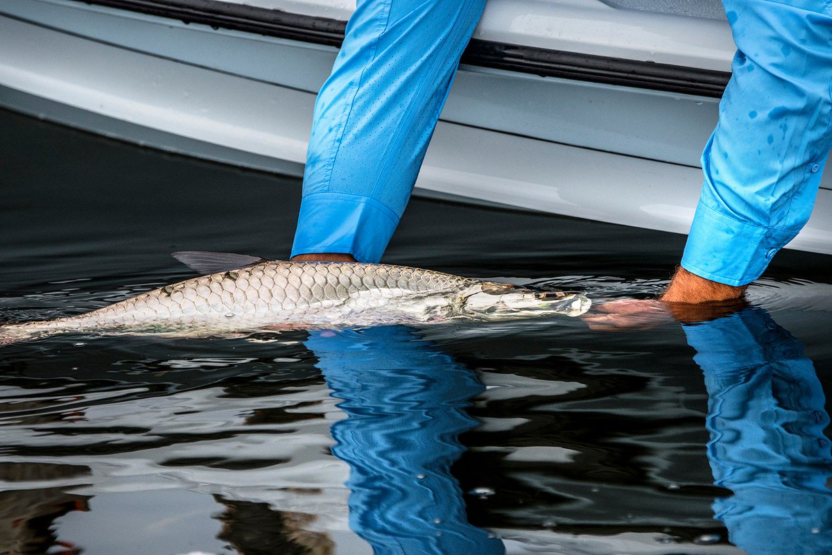 Saltwater Experience (@saltwaterexp) on Twitter photo Silver in the water. #tarpontuesday #fish #fishing #tarpon
<a href="/HukGear/">HukGear</a> <a href="/HawksCayResort/">Hawks Cay Resort</a> <a href="/thefloridakeys/">The Florida Keys & Key West</a> <a href="/YellowfinUSA/">Yellowfin Yachts</a> Silver in the water. #tarpontuesday #fish #fishing #tarpon
<a href="/HukGear/">HukGear</a> <a href="/HawksCayResort/">Hawks Cay Resort</a> <a href="/thefloridakeys/">The Florida Keys & Key West</a> <a href="/YellowfinUSA/">Yellowfin Yachts</a>